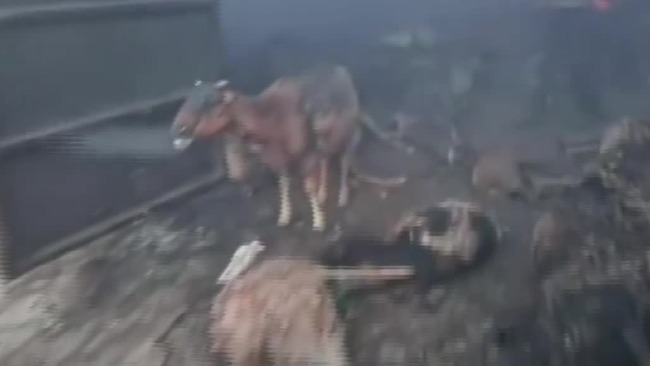 内蒙古一羊棚起火变“烤台” 上百只羊被活活烧死全身乌黑