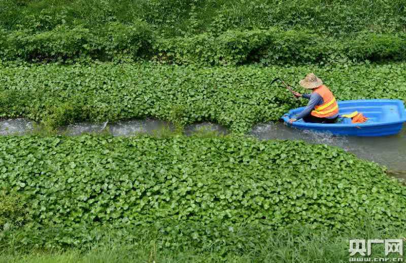 在合肥市瑶海区塘桥河上，河道管养人员在清理河道生物滤床上的杂草（央广网发 解琛摄）