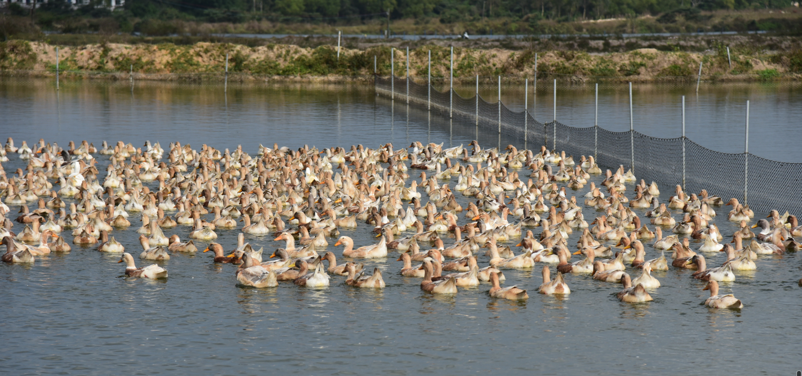 2017年至今,灵山镇使用扶贫资金,为脱贫户入股海口声茂咸水鸭养殖产销