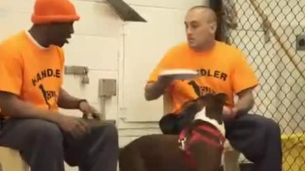 富尔顿监狱犬只训练劳改中，为何一只狗狗至少要跟两名囚犯配对？