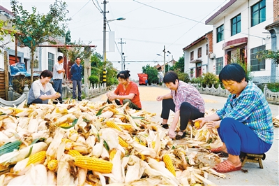 在鄠邑区水磨头村，农民把收获的玉米去皮、晾晒 。（资料图片）