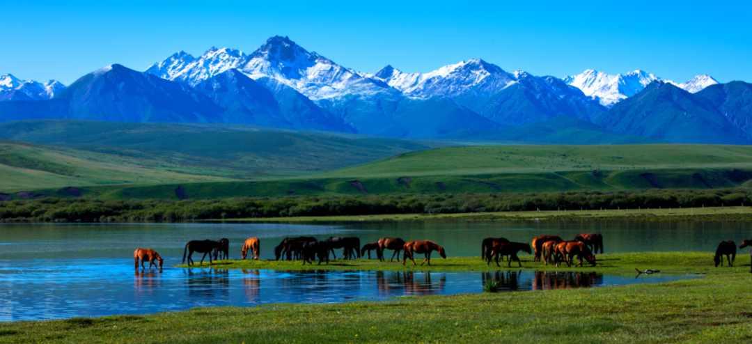 在山丹军马场实地取景 《牧马人》带你回味美丽草原爱情
