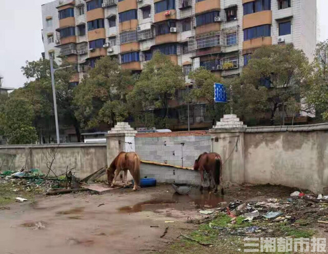 养在某农庄的马匹