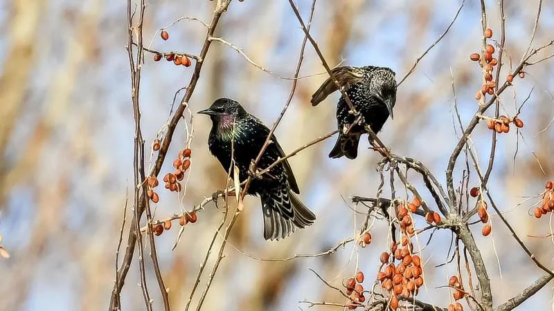 欢迎“新朋友”!张掖黑河湿地公园惊现新鸟种