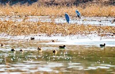 冬季的浐灞湿地仍有许多水鸟在此栖息。 (首席记者 王健 摄)