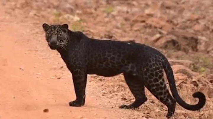 极罕见的黑豹在印度景区被拍到 浑身布满闪亮黑斑