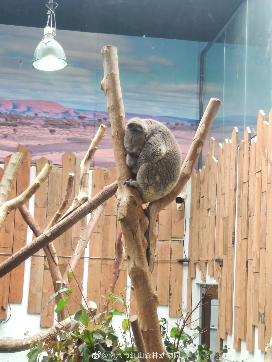 亏损的红山动物园,让游客积极认养,疯狂"报复"