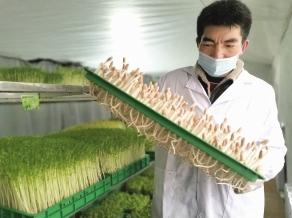 近日，康县岸门口镇“菜立方”无土栽培有机芽苗菜加盟种植户刘全辉，在温室管护培育的芽苗菜。2019年刘全辉加盟北京菜立方生物科技有限公司，成功将无土栽培技术引进康县，所种植的各种芽苗菜深受城区居民的喜爱。本报通讯员 黄培军 摄（陇南日报）