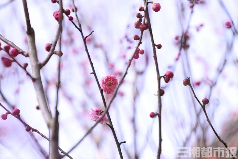 立春后不妨去省植物园观梅赏茶花 凤凰网