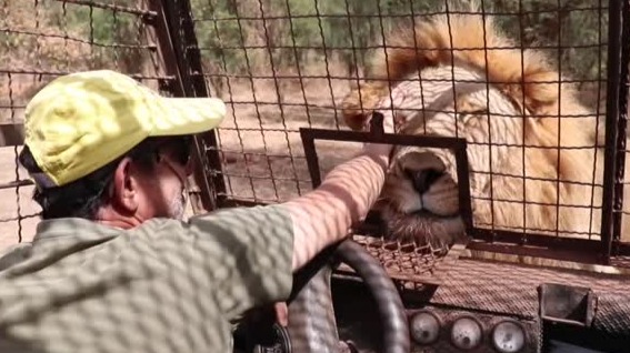 非洲一野生动物园将游客关在笼子里 近距离参观狮子