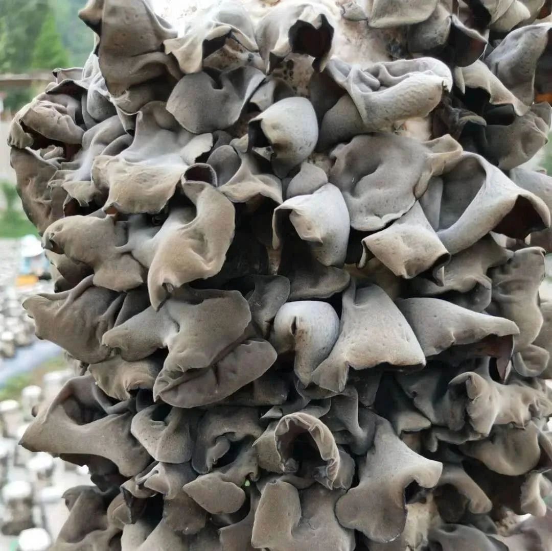 康县严家坝： “绿色古董”话幸福