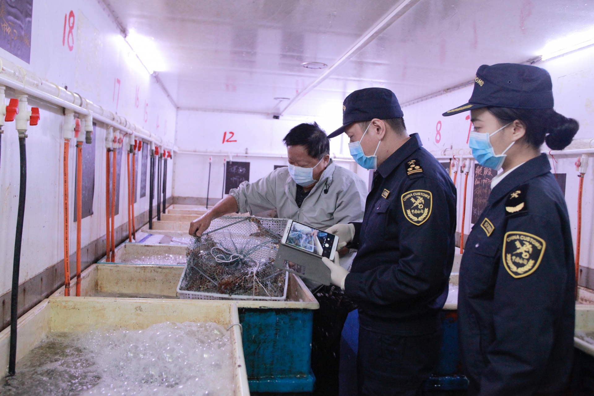 港珠澳大桥海关关员对供港鲜活水产品进行查验。林昌锋摄