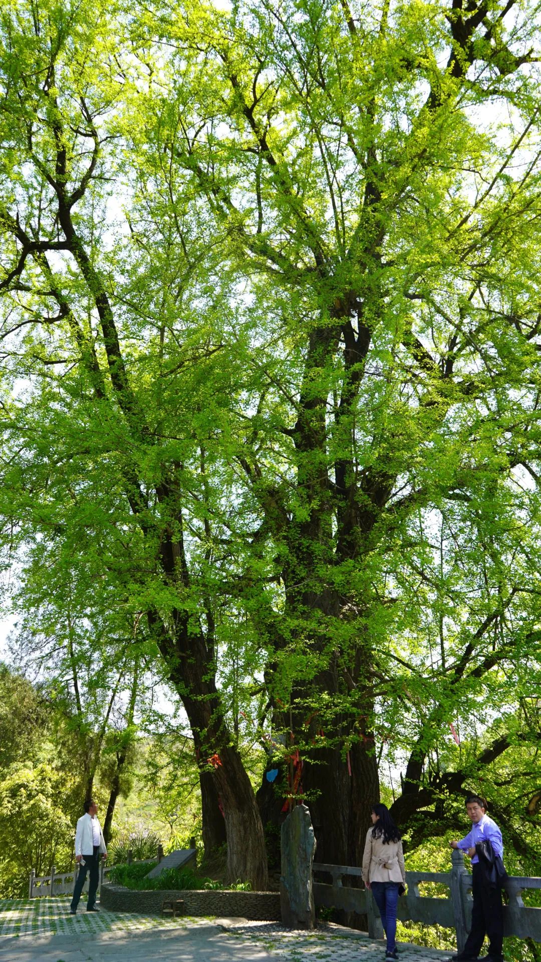 康县严家坝： “绿色古董”话幸福