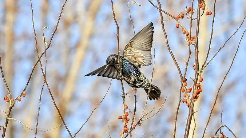 欢迎“新朋友”!张掖黑河湿地公园惊现新鸟种