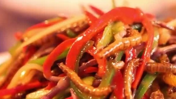 蚯蚓蟑螂蜈蚣竹节虫参赛厨师在现场大胆制作虫宴