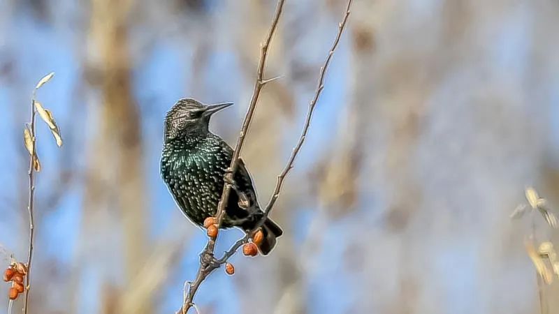 欢迎“新朋友”!张掖黑河湿地公园惊现新鸟种