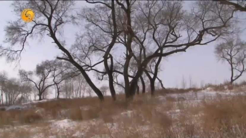 郑律成创作出优秀抒情的歌曲《延水谣》，在当地广为流传