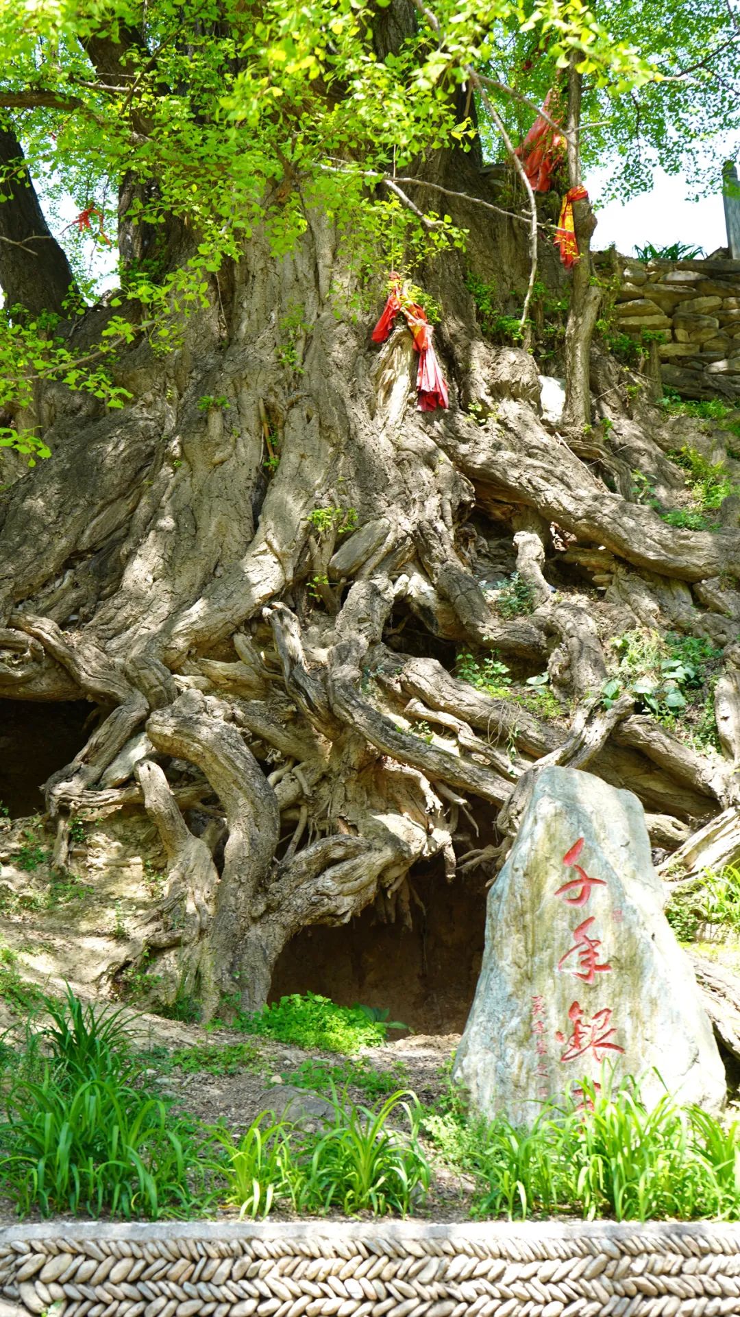 康县严家坝： “绿色古董”话幸福