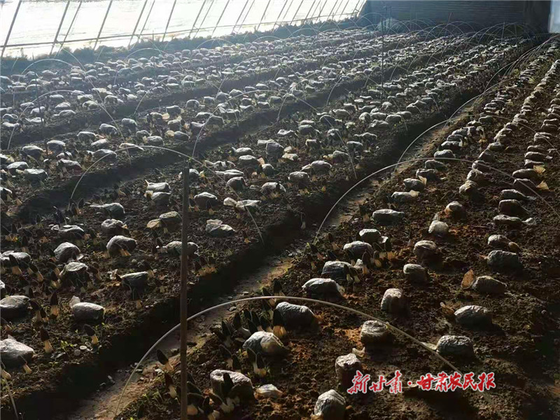 崇信：羊肚菌抢“鲜”上市 年关采摘销售忙