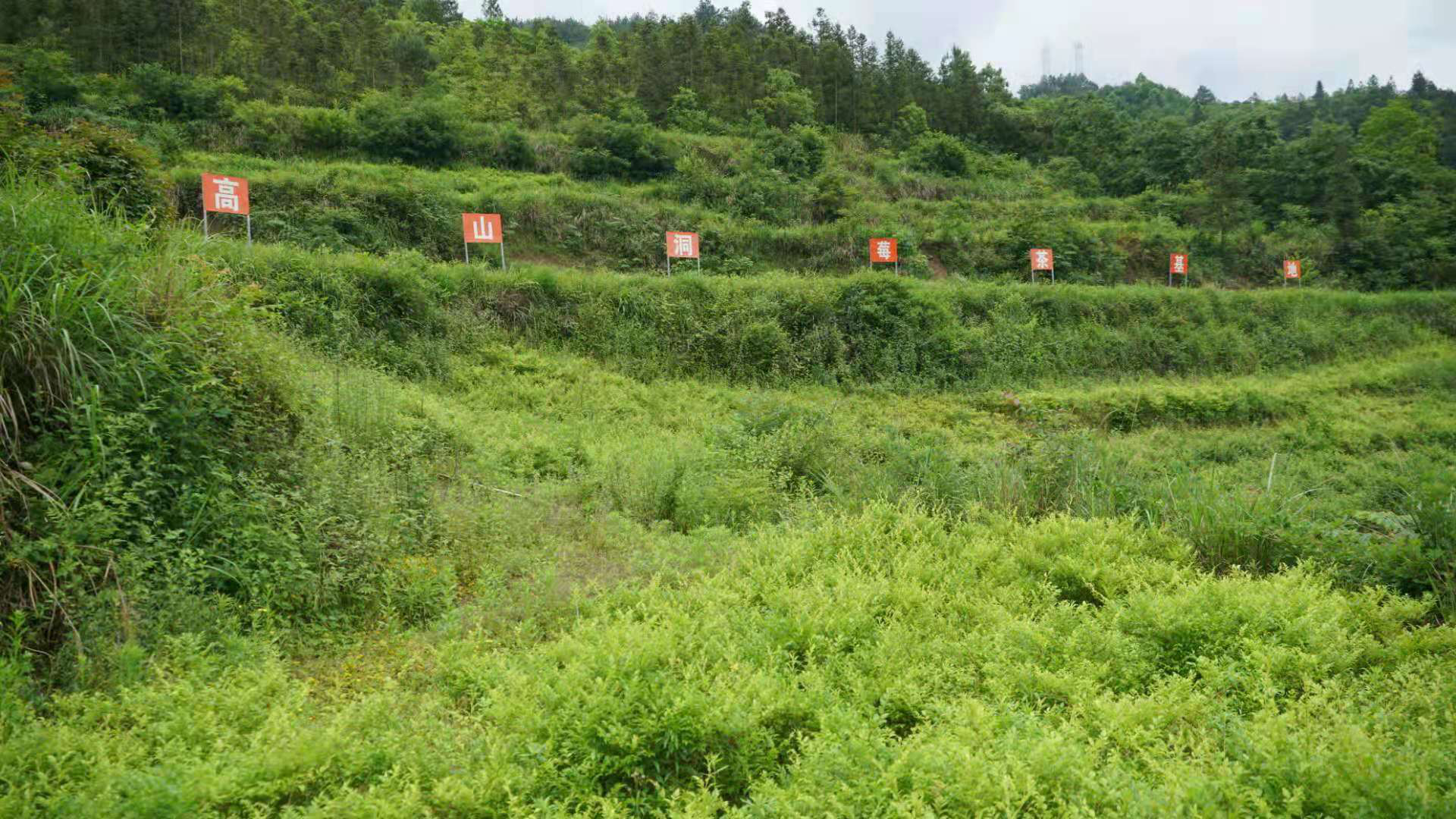 （七家坪的特色产业：高山洞莓茶）