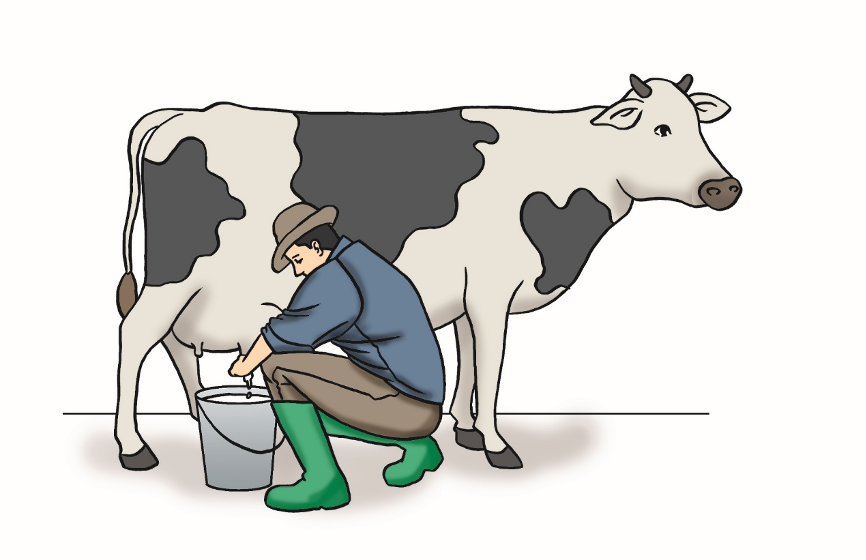 悄悄发生的中国养牛革命智能项圈让牛精准繁殖ai预测发情期