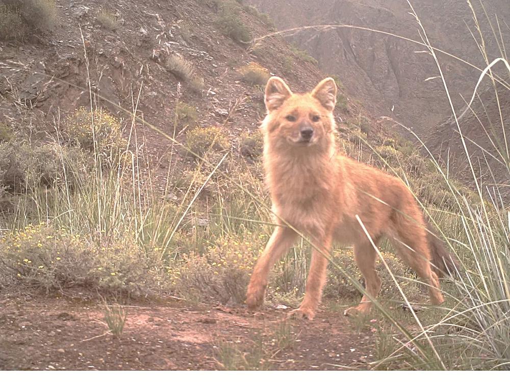 豺. 本版图片除署名外均由祁连山国家公园青海省管理局提供
