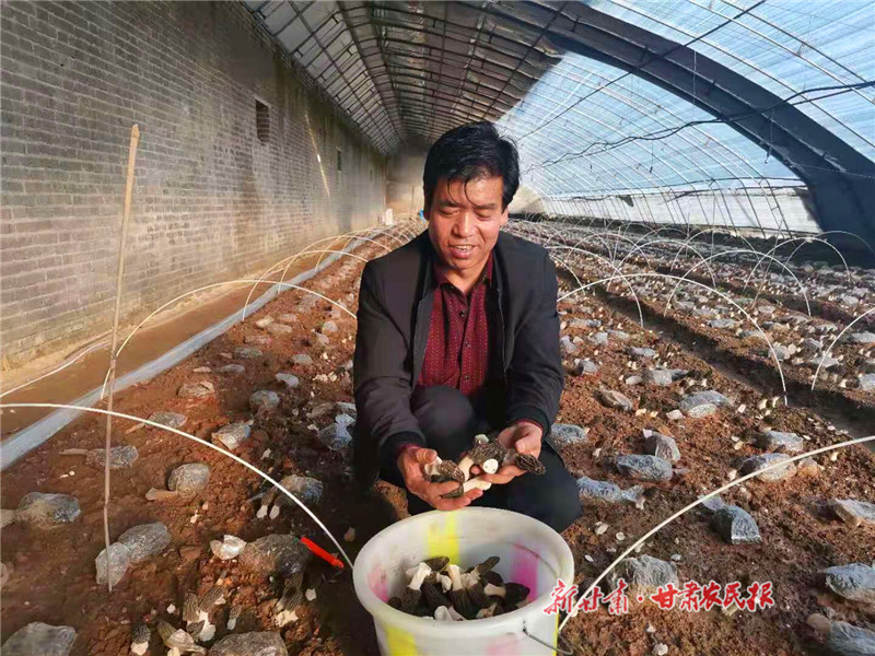 崇信：羊肚菌抢“鲜”上市 年关采摘销售忙