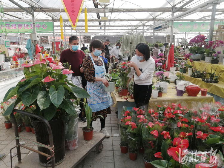 2021年2月7日，在石家庄市肖家营花卉市场，市民在选购鲜花。河北日报记者史晟全摄