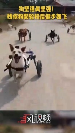 狗坚强真坚强！残疾狗装轮椅后健步如飞