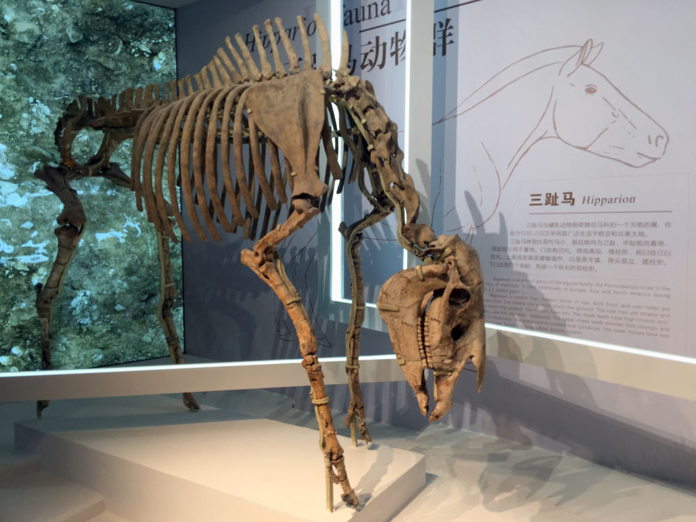 和政桦林古动物化石埋藏原址馆陈列的复原后三趾马骨架 新华社记者