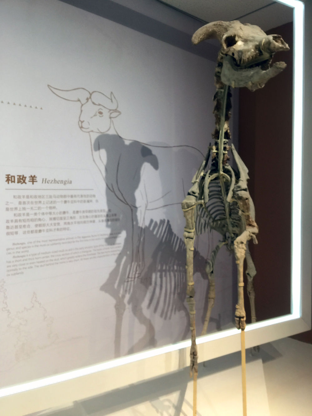 和政桦林古动物化石埋藏原址馆陈列的复原后和政羊骨架 新华社记者 郭刚 摄