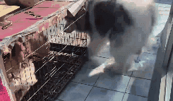 太活泼！狗狗被带回老家过年 实力演绎“鸡飞狗跳”