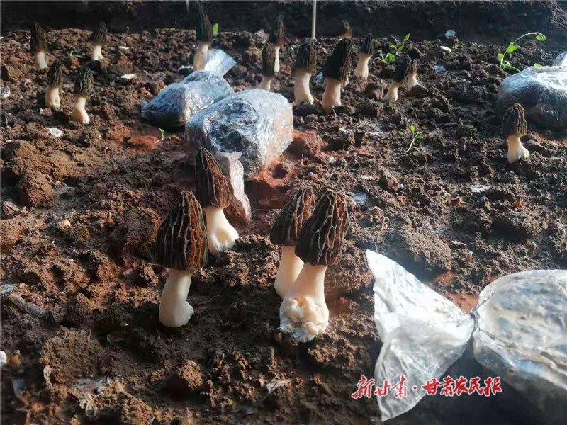 崇信：羊肚菌抢“鲜”上市 年关采摘销售忙