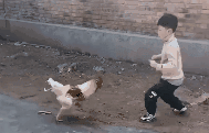 场面激烈！男孩在院子里和大公鸡“决斗”