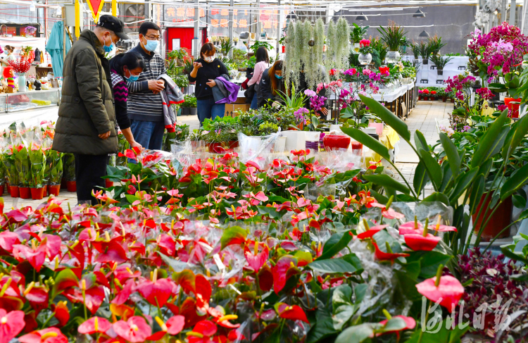 2021年2月7日，在石家庄市肖家营花卉市场，市民在选购鲜花。