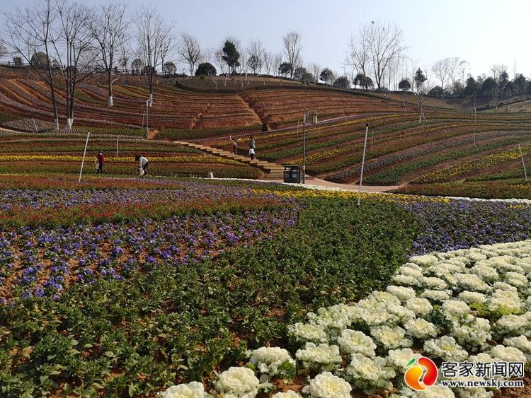 寻乌:冬日花海惹人"醉"