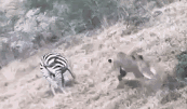 求生欲爆棚！斑马遭狮子飞扑 潇洒一滚绝处逢生