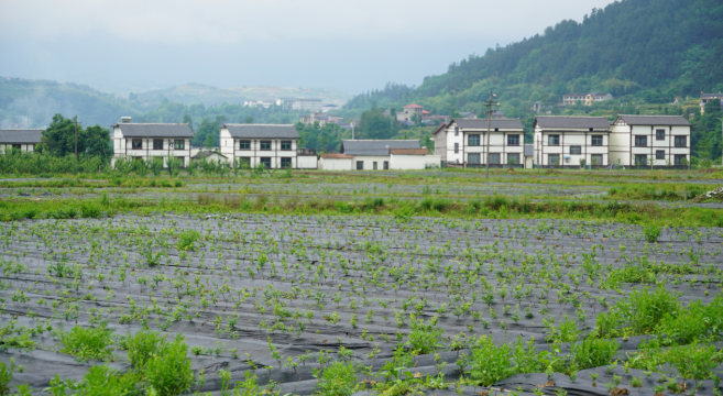 （充满希望的集体经济：生机勃勃的莓茶苗基地）