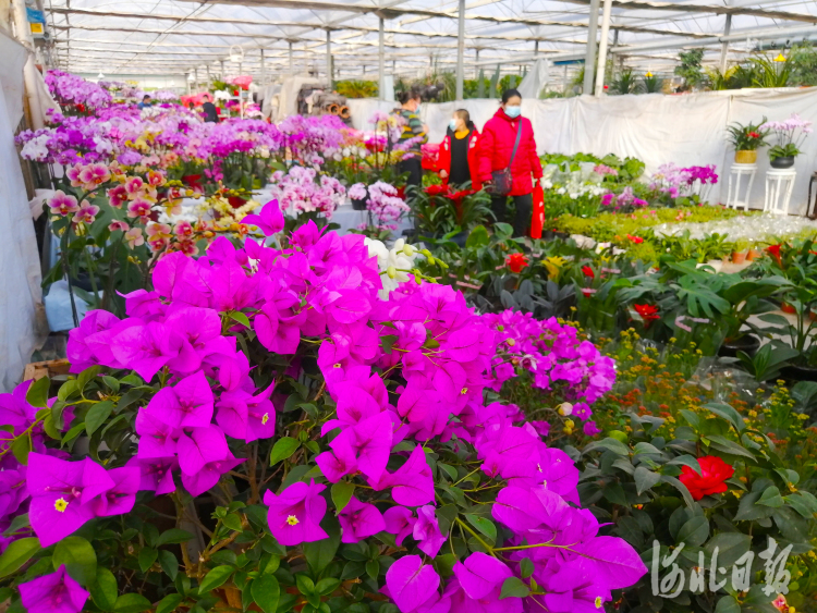 2021年2月7日，在石家庄市肖家营花卉市场，市民在选购鲜花。河北日报记者史晟全摄
