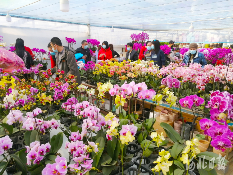 2021年2月7日，在石家庄市肖家营花卉市场，市民在选购鲜花。河北日报记者史晟全摄