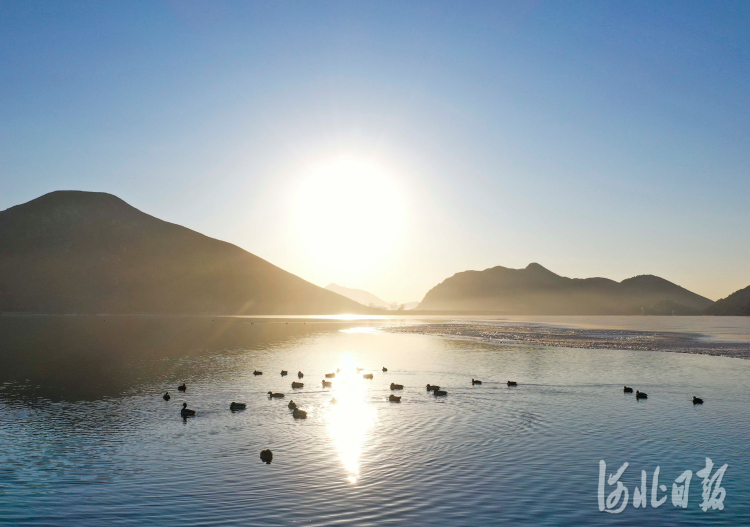 2021年2月18日，在河北遵化龙门湖拍摄的野鸭。