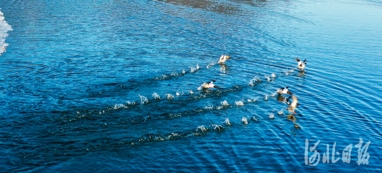 2021年2月18日，在河北遵化龙门湖拍摄的野鸭。