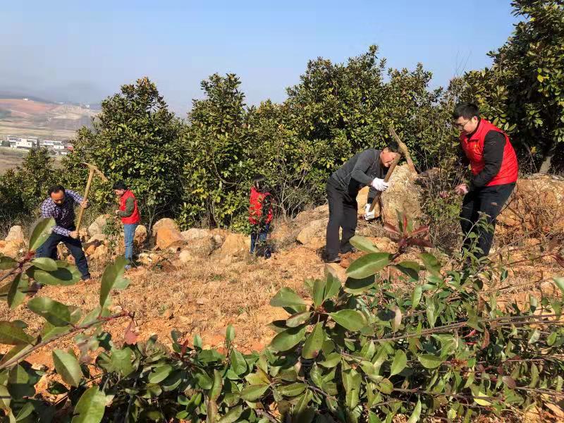 安徽懷寧人勤春早植樹忙圖