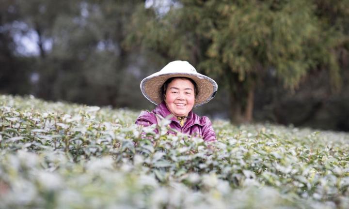巴南区推进“互联网+”赋能茶产业高质量发展