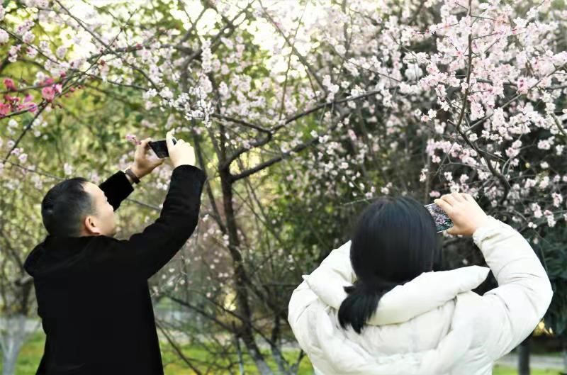 市民在梅苑赏花拍照