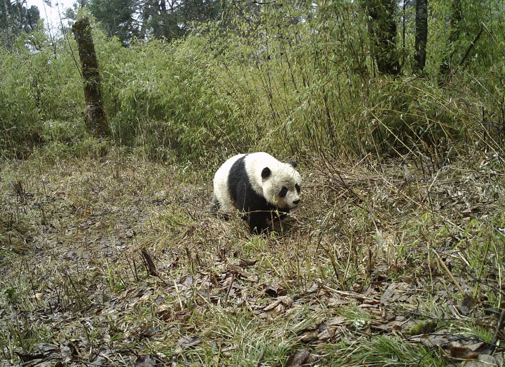 图为红外相机拍摄的野生大熊猫活动画面(甘肃白水江国家级自然保护区