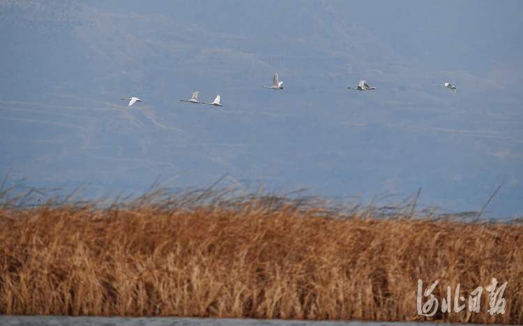 2021年2月23日，一群天鹅在河北省怀来县官厅水库国家湿地公园嬉戏。