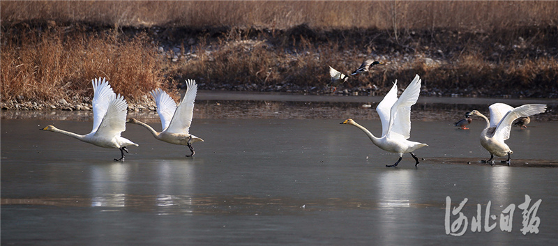 2021年2月20日，天鹅在迁西县滦河湿地飞舞。王爱军 摄