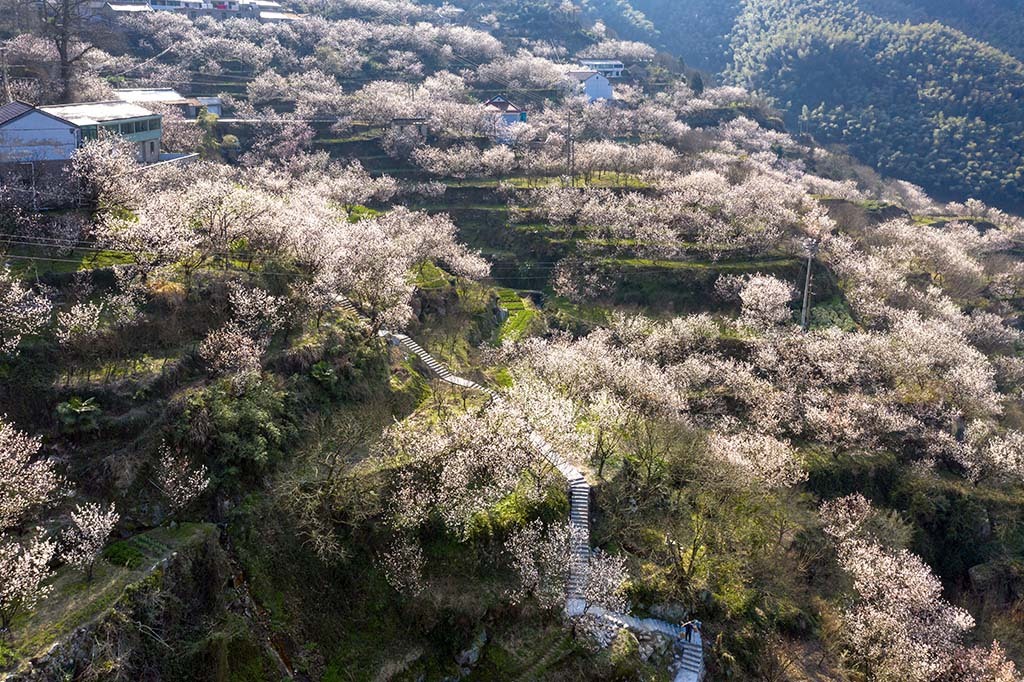 万木皆未秀一林先含春四明山悬岩的樱桃花开了