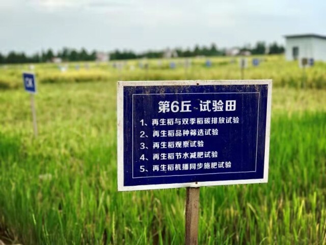 湖南年产杂交稻种8000万公斤，占全国30%以上。全省水稻等主要农作物良种覆盖率稳定在96%以上。(张盈 摄)